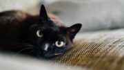 Kucing Hitam, 6 Mitos dan Fakta Yang Menarik